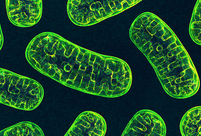 Účinky hyperbarické kyslíkové terapie na mitochondriální vlastnosti